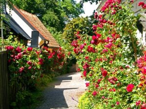 Visby ruusujen saari